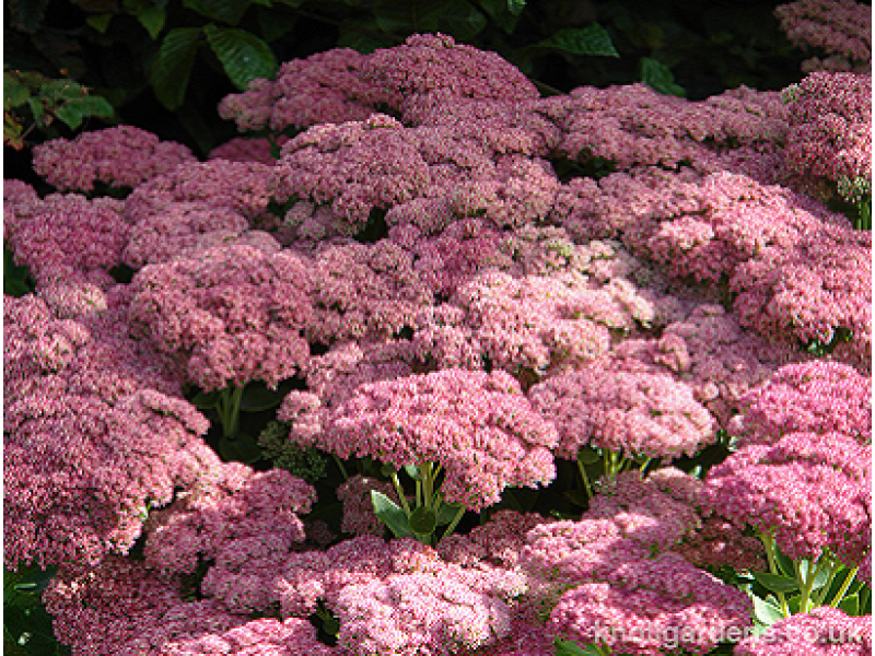 Herbstfreude (Autumn Joy)