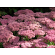 Herbstfreude (Autumn Joy)