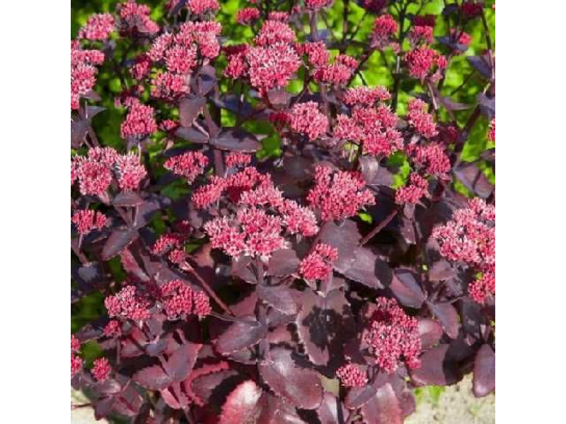 Chocolate Cherry
