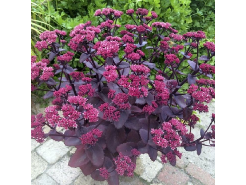 Chocolate Cherry