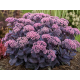 Mojave Jewels Sapphire