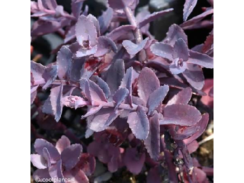 Mojave Jewels Sapphire