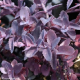 Mojave Jewels Sapphire