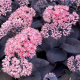 Mojave Jewels Sapphire