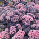 Mojave Jewels Sapphire