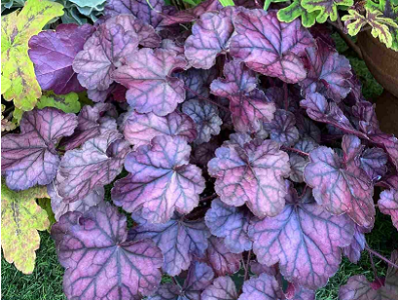 гейхера Purple Jewel