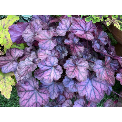 гейхера Purple Jewel