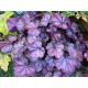 гейхера Purple Jewel