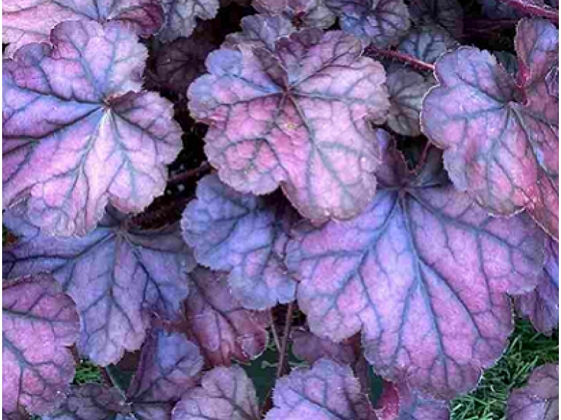 гейхера Purple Jewel