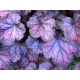 гейхера Purple Jewel