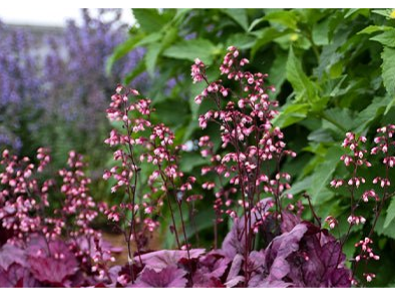 гейхера Purple Jewel