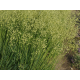Бриза Golden Bee