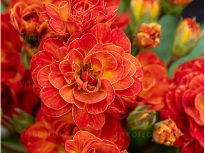 примула Tropical