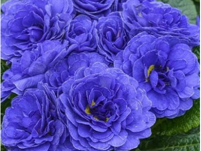примула Blue Champion