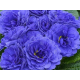 Blue Champion