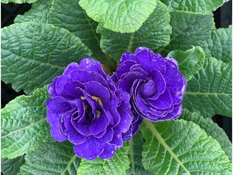 Blue Champion