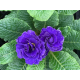 Blue Champion