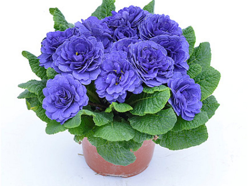 Blue Champion