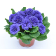 Blue Champion