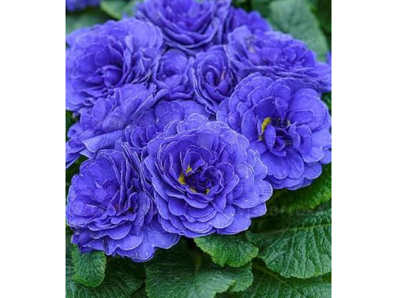 Blue Champion