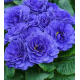 Blue Champion