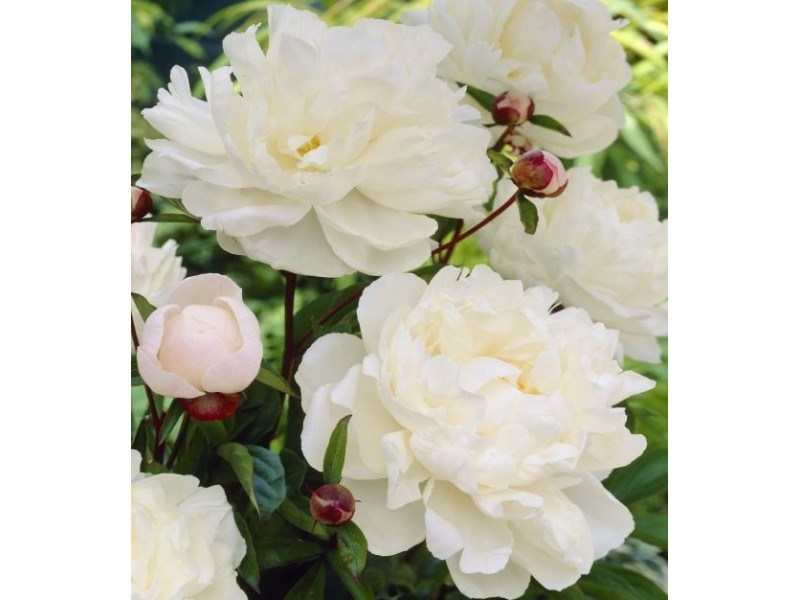 Gardenia