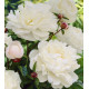 Gardenia