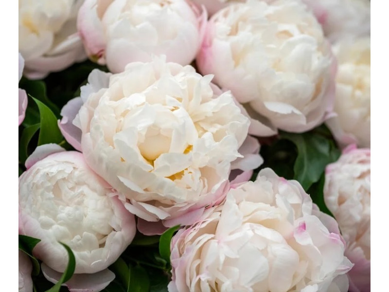 Gardenia