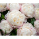 Gardenia