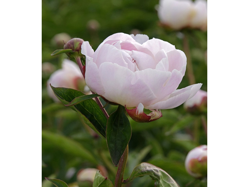 Gardenia