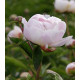 Gardenia