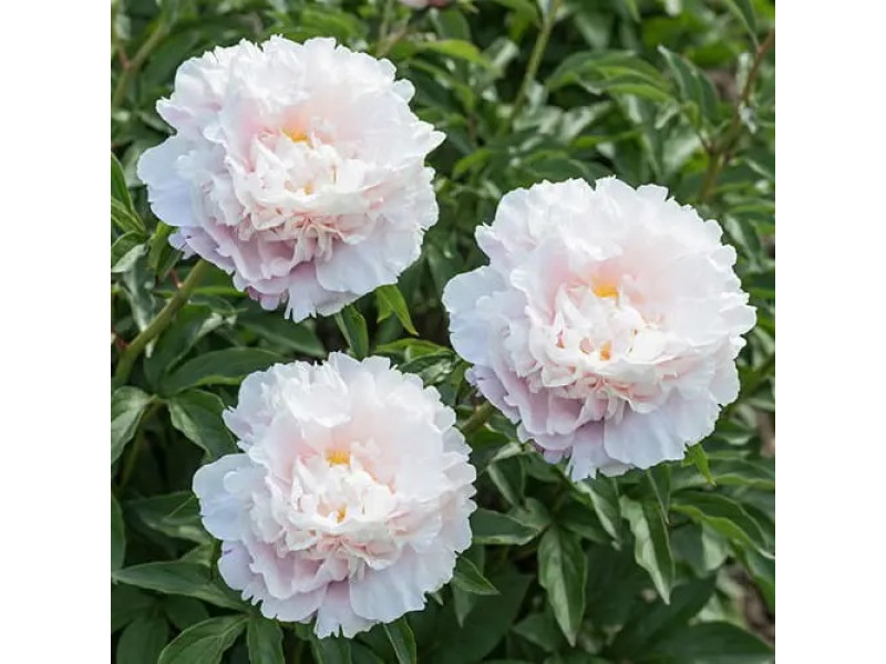Gardenia