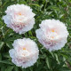 Gardenia