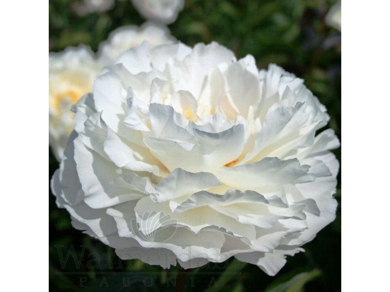 Gardenia