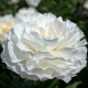 Gardenia