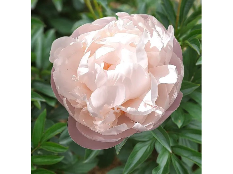 Gardenia