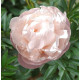 Gardenia