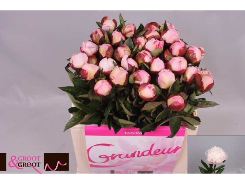 Gardenia
