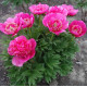 пион Anemoniflora
