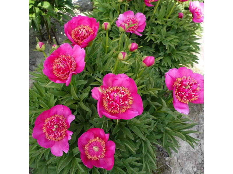 пион Anemoniflora