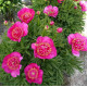 пион Anemoniflora