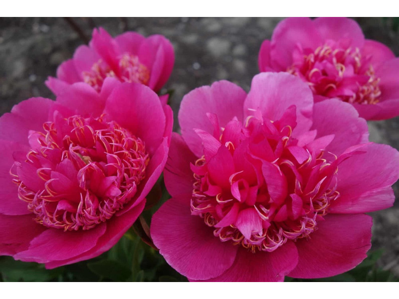 пион Anemoniflora