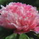 пион Mutabilis Plena