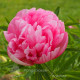 пион Mutabilis Plena