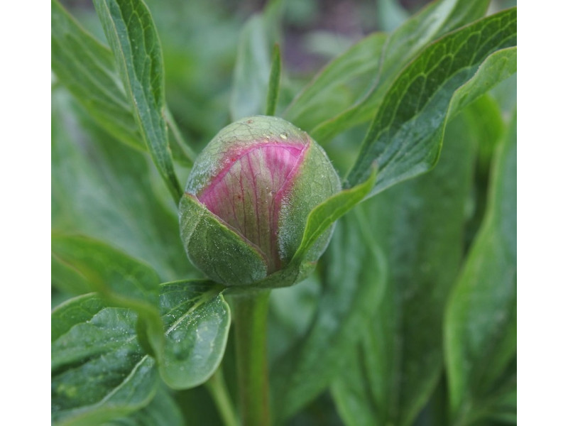 пион Mutabilis Plena