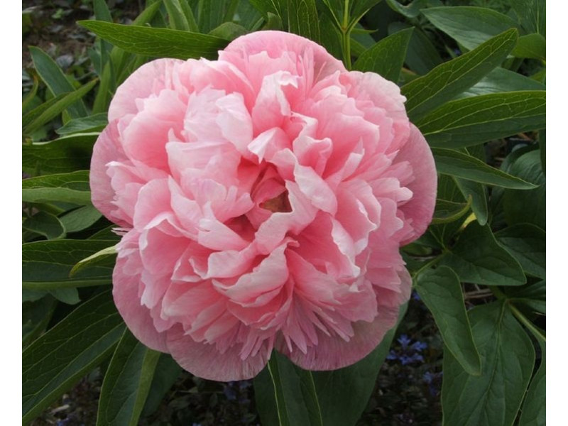 пион Mutabilis Plena