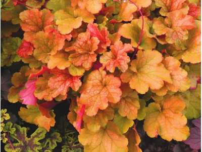 гейхера Happy Autumn