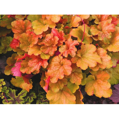 гейхера Happy Autumn