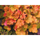 гейхера Happy Autumn