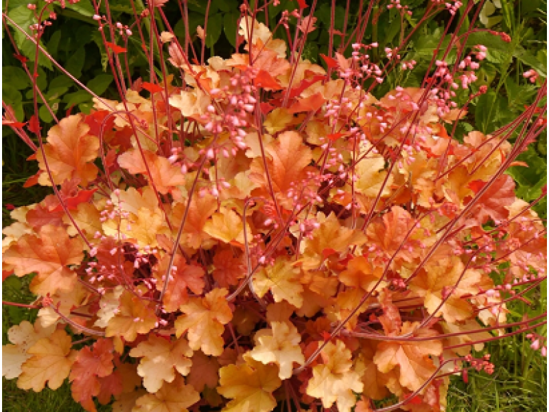 гейхера Happy Autumn